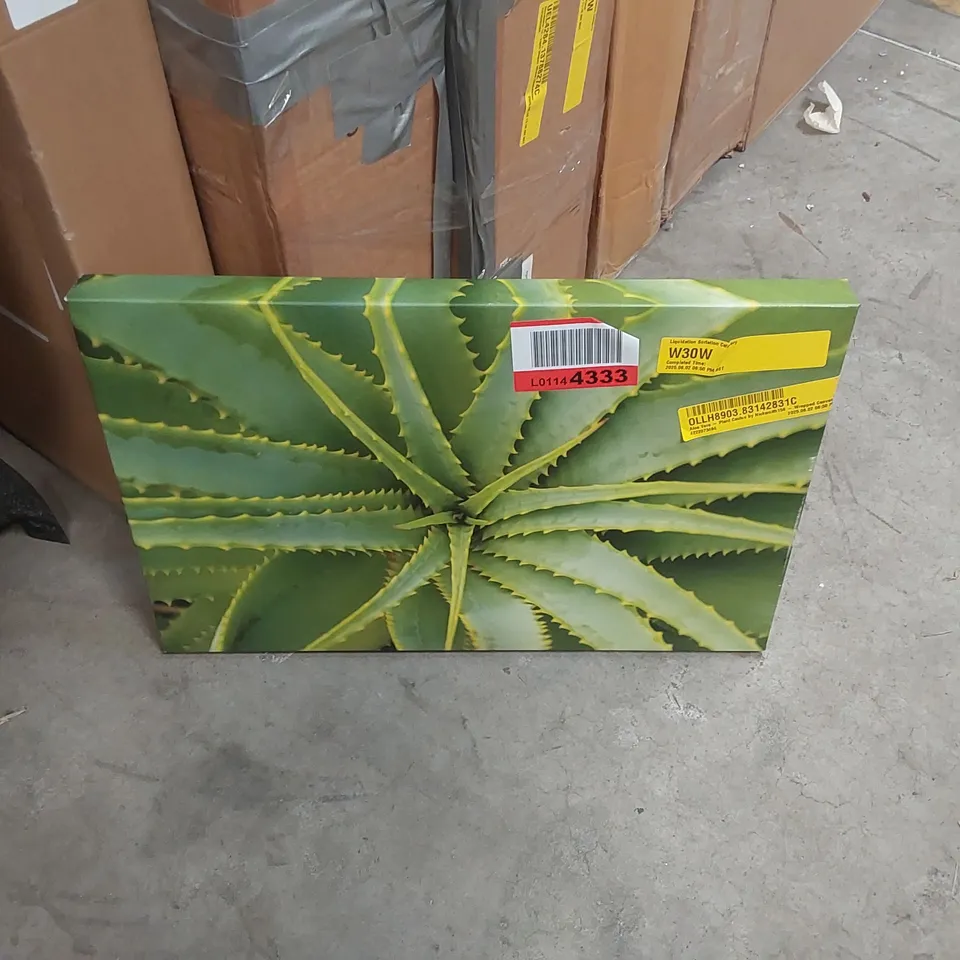 ALOE VERA PLANT CACTUS BY NICKSMITH 156 - WRAPPED CANVAS