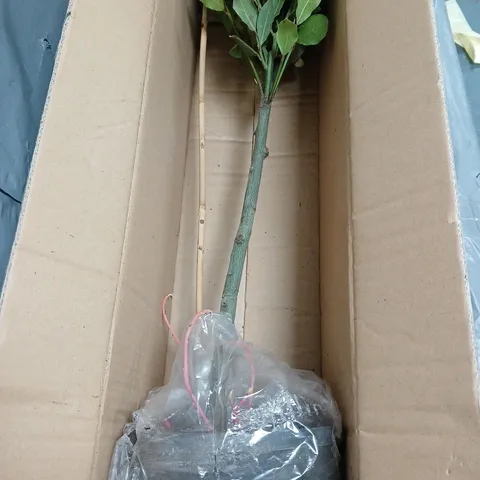 FAUX FICUS MICROCARPA POTTED TREE