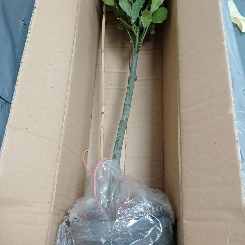 FAUX FICUS MICROCARPA POTTED TREE 
