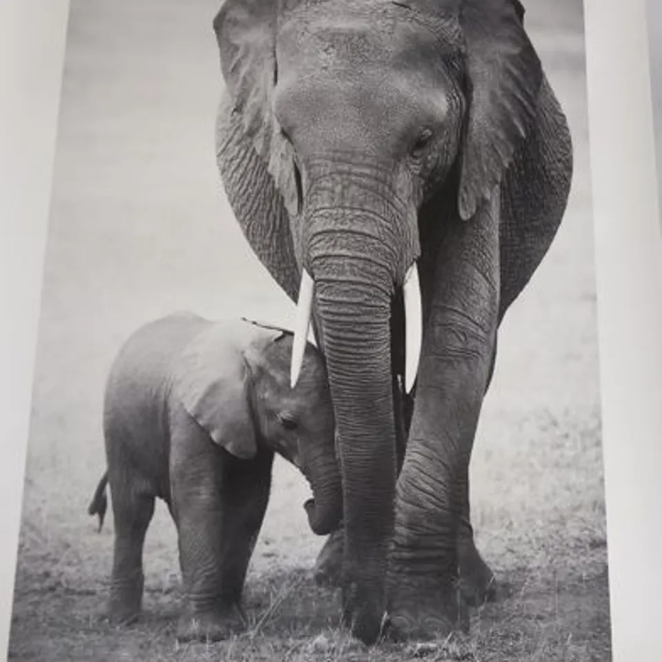SEVEN AFRICAN INSPIRED PRINTS TO INCLUDE; MALE LION, ELEPHANT, ELEPHANT WITH CHILD AND TRIBL PATTERNS