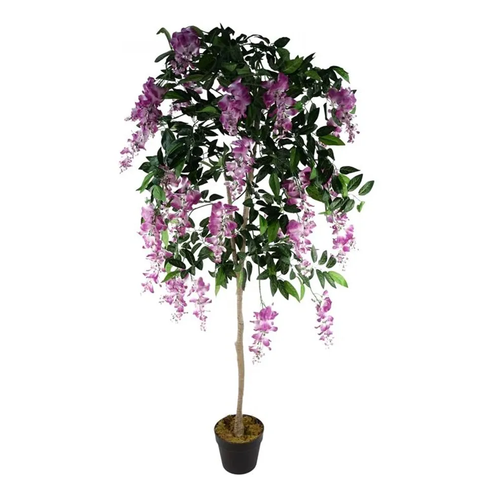BOXED WISTERIA ARRANGEMENT IN PLANTER (1 BOX)