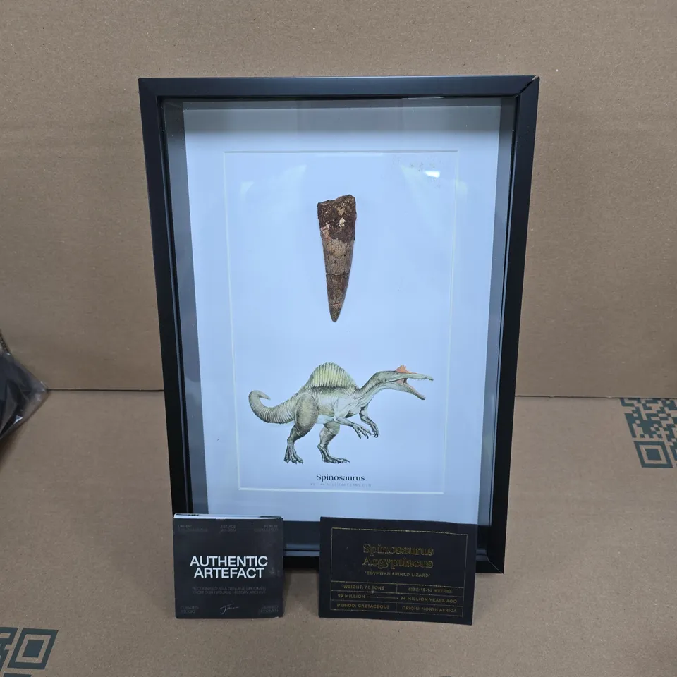FRAMED SPINOSAURUS ILLUSTRATION WITH MOUNTED FOSSIL TOOTH – AUTHENTIC ARTEFACT WITH CERTIFICATE OF AUTHENTICITY - COLLECTION ONLY 