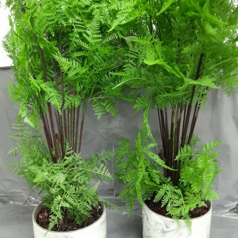 SET OF 2 POTTED FAUX FERN PLANTS - COLLECTION ONLY 