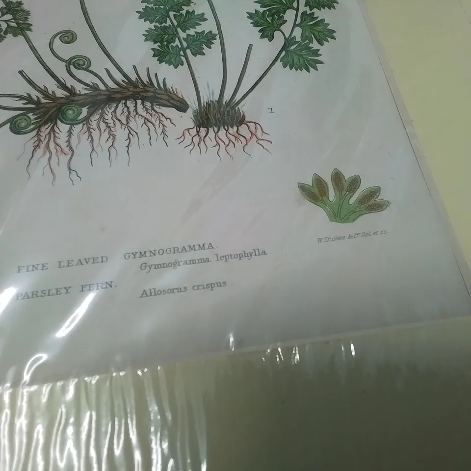 FOUR ANTIQUE PRINTS - W.DICKES &C DEL ET S 