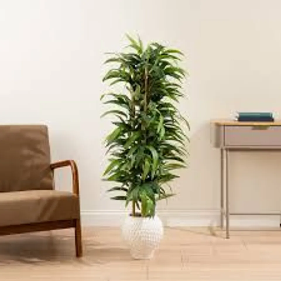 130CM SLIMLINE BAMBOO TREE IN DIMPLED CERAMIC POT – BOXED