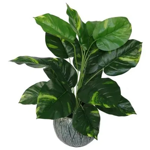 FAUX DEVIL'S IVY (SCINDAPSUS AUREUS) PLANT IN POT (1 BOX)