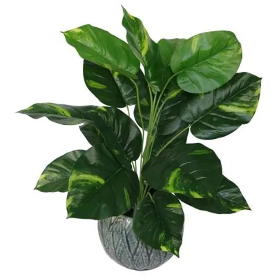 FAUX DEVIL'S IVY (SCINDAPSUS AUREUS) PLANT IN POT (1 BOX)