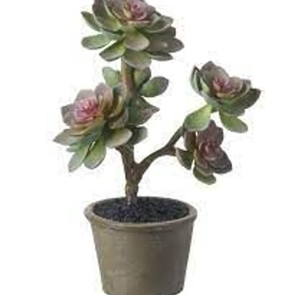 BOXED ECHEVERIA CACTUS PLANT IN POT