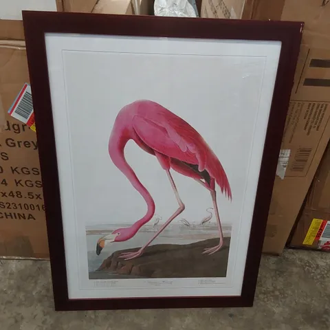 PINK FLAMINGO BY JOHN AUDUBON - PICTURE FRAME PAINTING PRINT