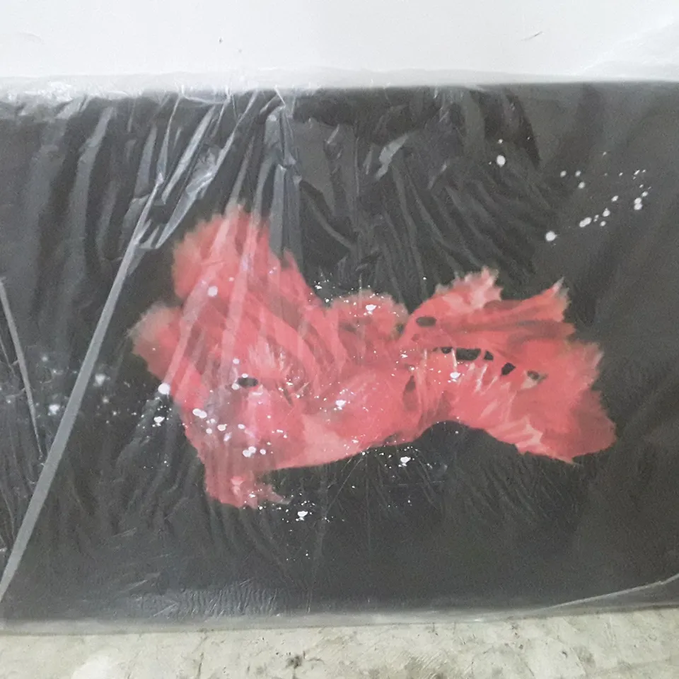 BOXED RED SIAMESE FIGHTING FISH - WRAPPED CANVAS