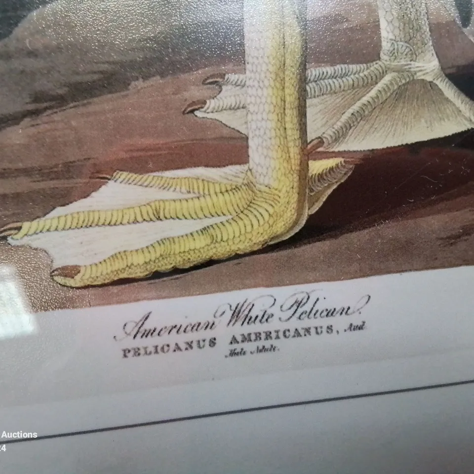 BOXED AMERICAN WHITE PELICAN BY JOHN AUDU 