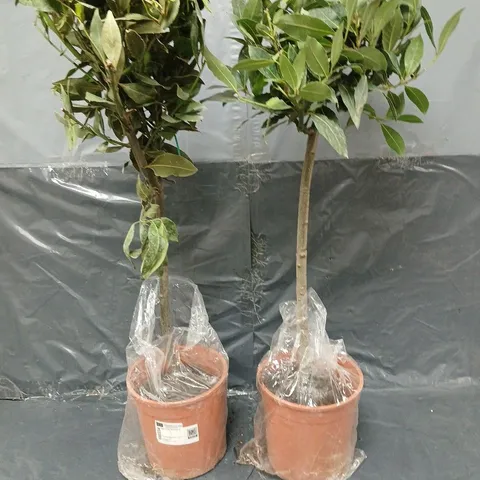 2 POTTED BAY TREE STANDARDS - COLLECTION ONLY 