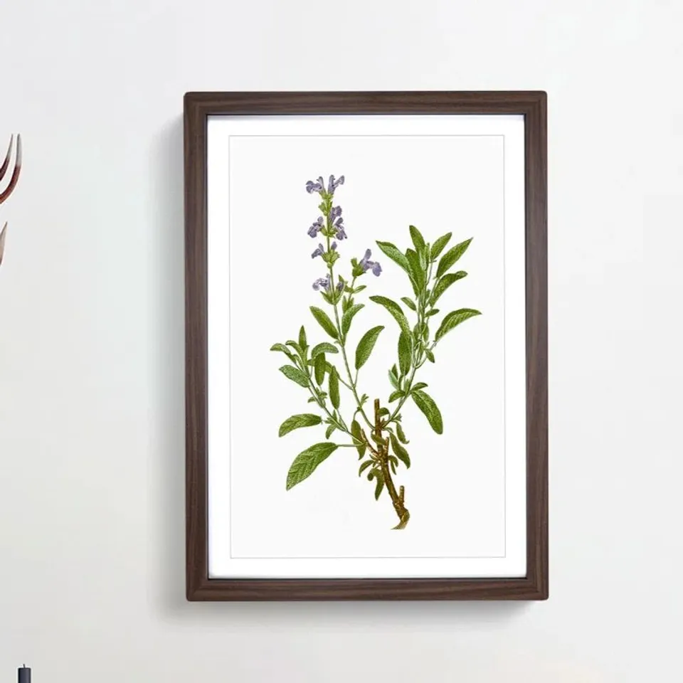 BOXED FLAME LILY FLOWERS BY PIERRE JOSEPH REROUTE + GARDEN SAGE FLOWERS PICTURE FRAME (1 BOX)