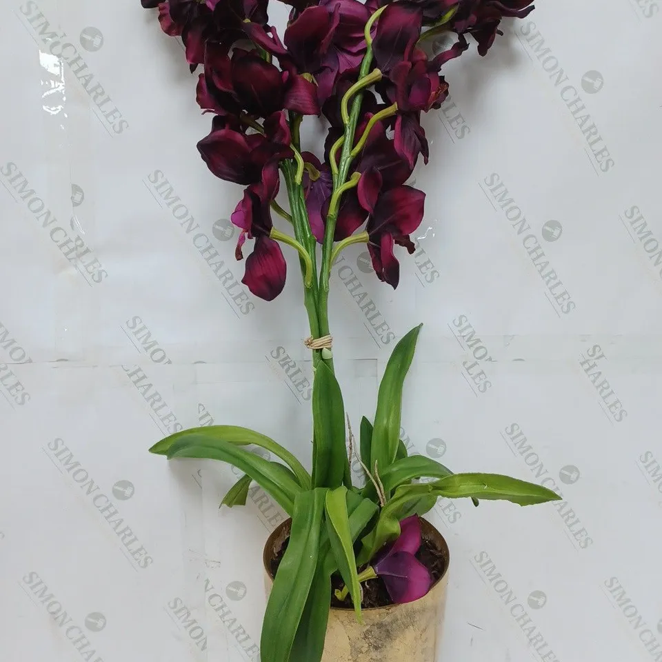 OUTLET PEONY POTTED CYMBIDIUM IN BLACK AND GOLD VASE