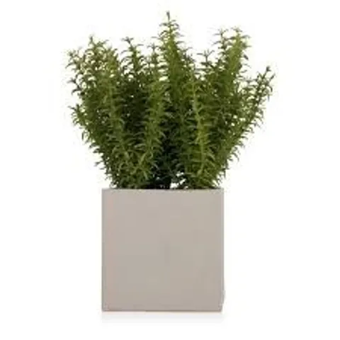 K BY KELLY HOPPEN POTTED GREENERY