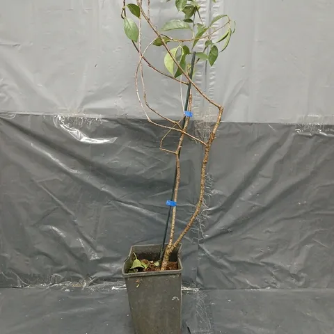 YOU GARDEN FICUS BENJAMANICA (WEEPING FIG) 21CM POT 90CM TALL - GREEN HOUSEPLANT - COLLECTION ONLY