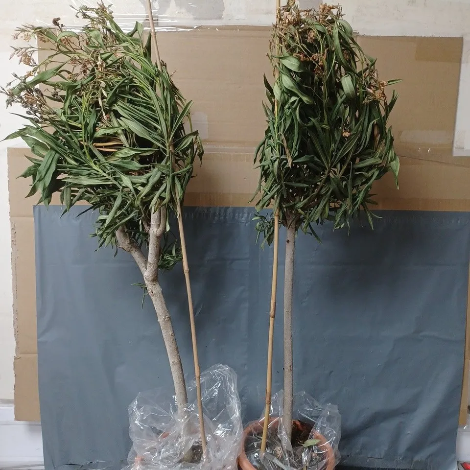PAIR OF OLEANDER STANDARD - PINK