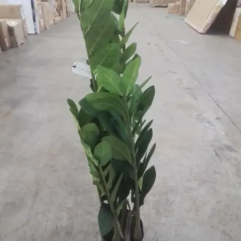 EMERALD 70CM ARTIFICIAL ZAMIOCULCAS