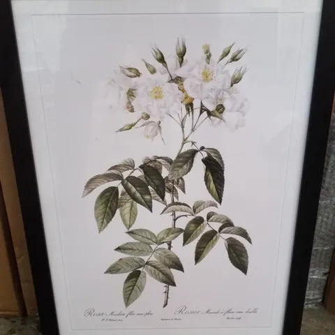 MUSK ROSE IN WHITE BY PIERRE - JOSEPH REDOUTE - PICTURE FRAME PAINTING