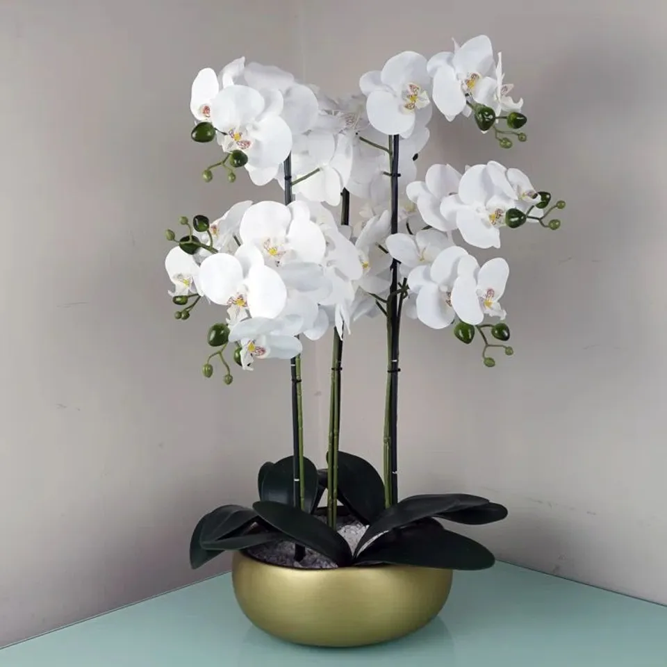 BOXED ORCHID ARRANGEMENT IN PLANTER (1 BOX)