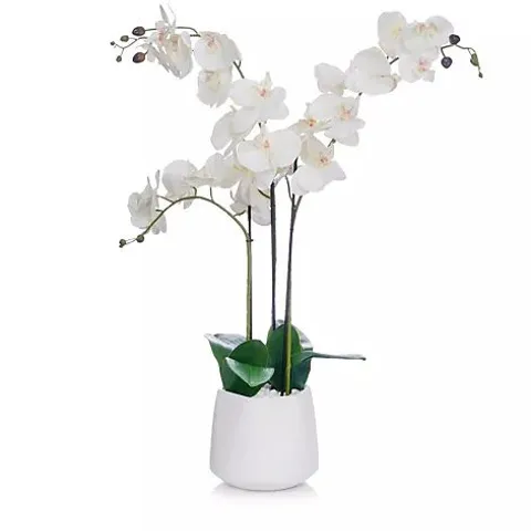 JM BY JULIEN MACDONALD MULTI STEM ORCHID IN WHITE GLAZED POT