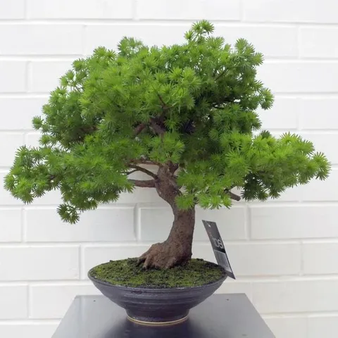 BOXED 50CM FAUX PLANT IN CERAMIC POT