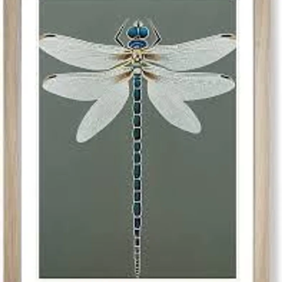 BREATHTAKING DRAGONFLY - SINGLE PICTURE FRAME PRINT