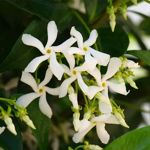 JASMINE TRACHELOSPERMUM PLANT