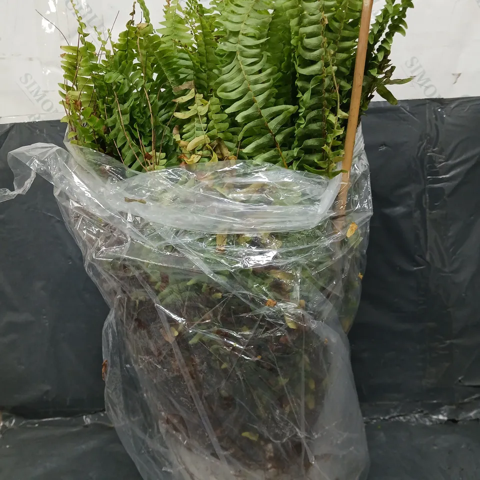 NEPHROLEPIS EXCALTATA SONATA 19CM HANGING POT