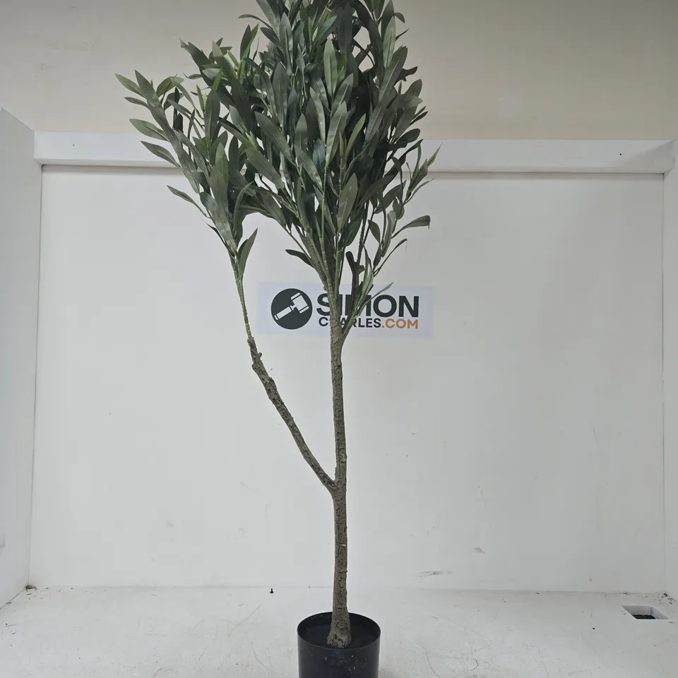 POTTED EVERGREEN TREE (OLIVE/LAUREL) – IN BLACK POT