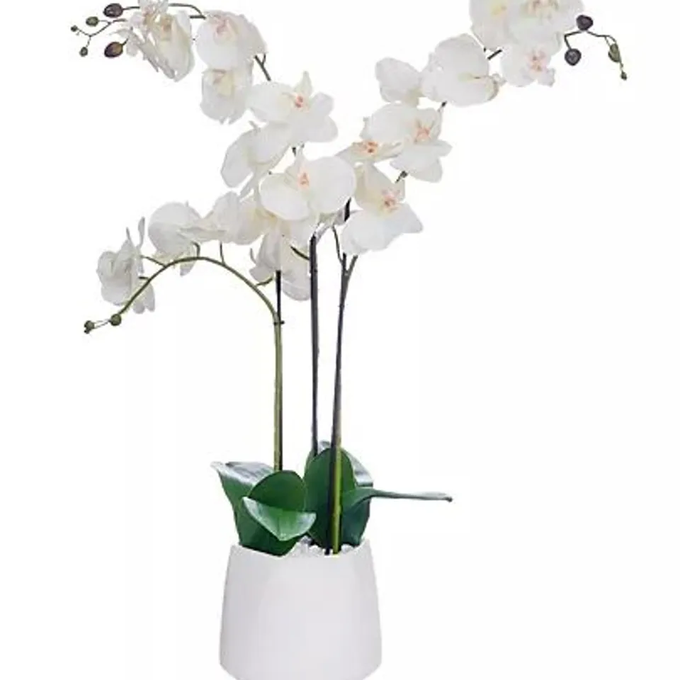 JM BY JULIEN MACDONALD MULTI STEM ORCHID IN WHITE GLAZED POT WHITE