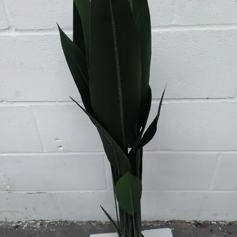 BOXED PLANT BIRDS OF PARADISE - COLLECTION ONLY 