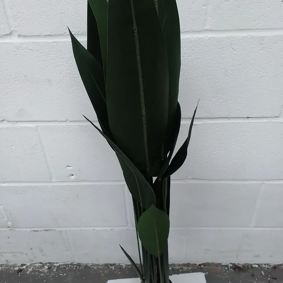 BOXED PLANT BIRDS OF PARADISE - COLLECTION ONLY