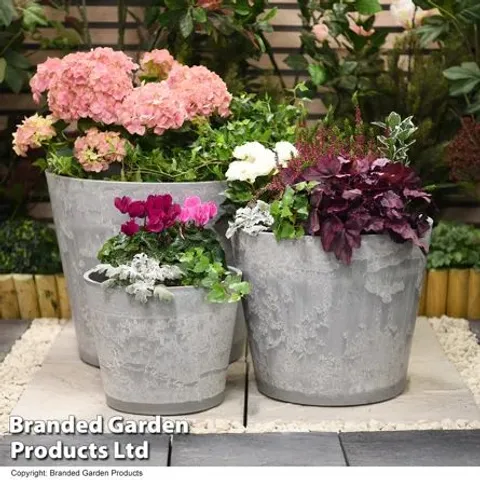 BOXED CEASAR PLANTER