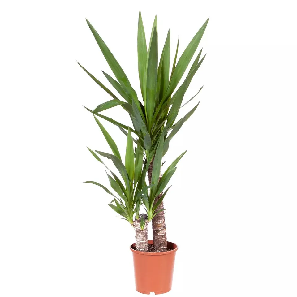 YUCCA 2 STEM 45/20CM IN 17CM POT 80CM TALL - GREEN HOUSEPLANT RRP £19.99