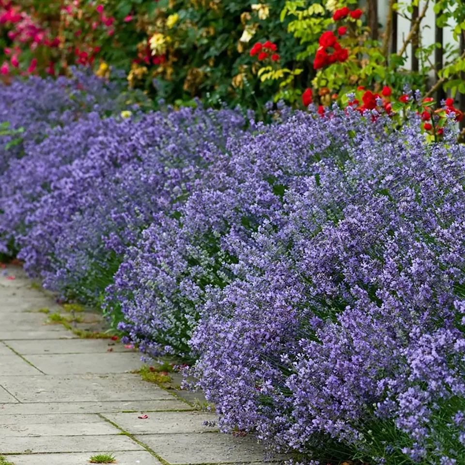 BOXED YOU GARDEN LAVENDER HIDCOTE HEDGING - 12 X 9CM POTS