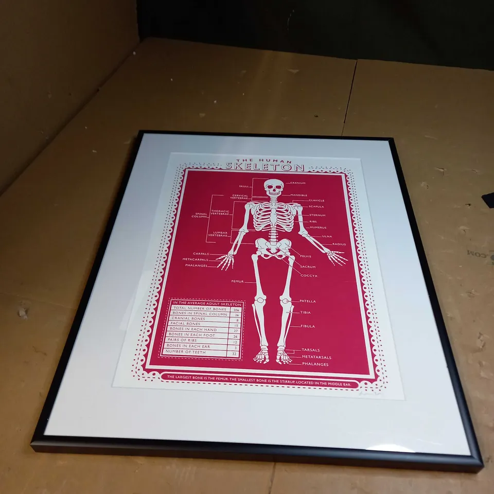 THE HUMAN SKELETON POSTER 
