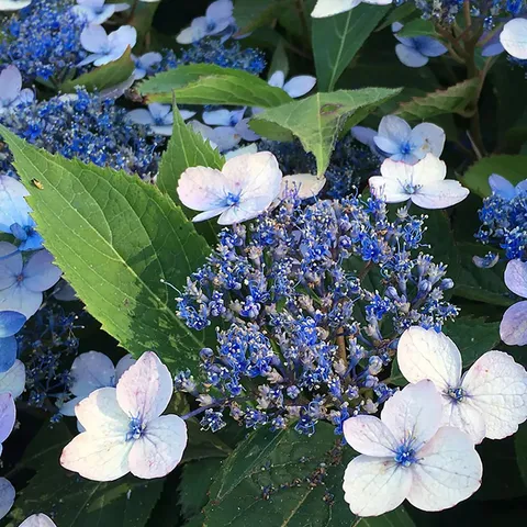 YOU GARDEN HYDRANGEA SERRATA MAGIC PILLOW 9CM