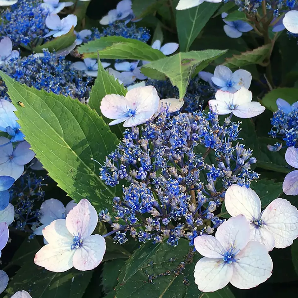 YOU GARDEN HYDRANGEA SERRATA MAGIC PILLOW 9CM