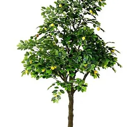 BOXED DECO LEMON TREE / COLLECTION ONLY