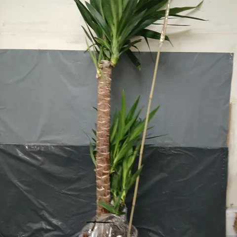YOU GARDEN YUCCA INDOOR POTTED PLANT - COLLECTION ONLY 