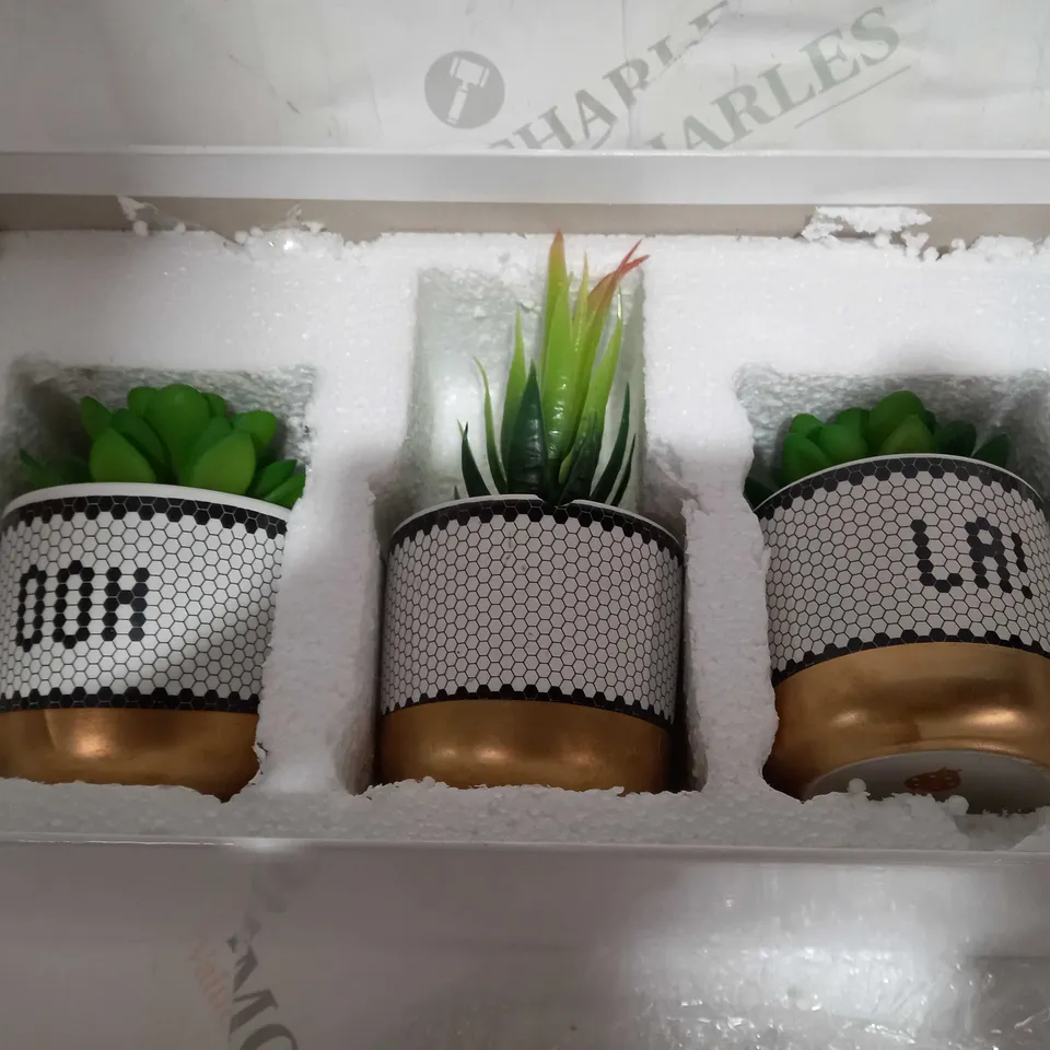 BUNDLEBERRY BY AMANDA HOLDEN SET OF 3 MINI OOH LA LA SUCCULENTS IN GIFT BOX