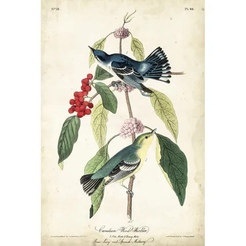 BAGGED CERULEAN WOOD WARBLER BY JOHN AUDUBON - GRAPHIC ART