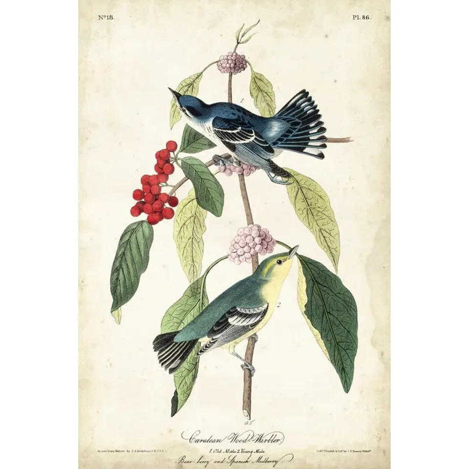 BAGGED CERULEAN WOOD WARBLER BY JOHN AUDUBON - GRAPHIC ART