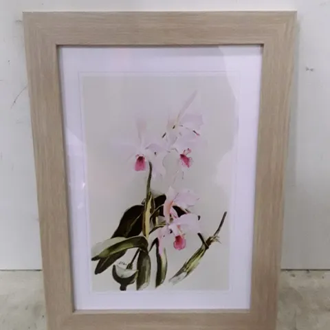 BOXED MAGNOLIA FLOWERS ILLUSTRATION TAB. 85 BY FREDERICK SANDER - PICTURE FRAME PAINTING PRINT