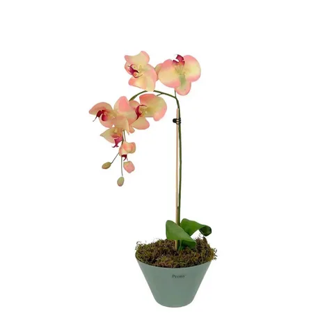 PEONY PHALAENOPSIS ORCHID IN BOWL WITH 25ML ORCHID FRAGRANCE