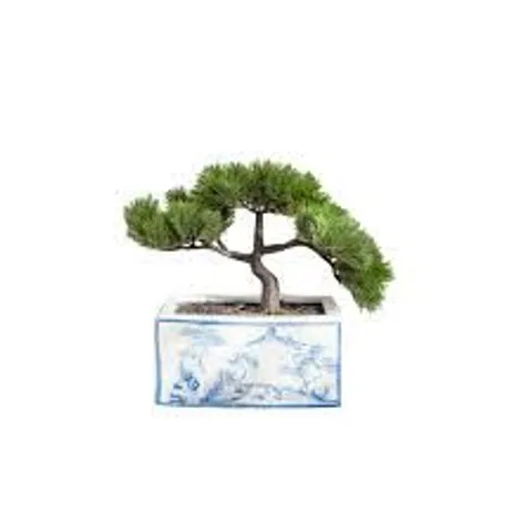PEONY BONSAI TREE POTTED IN BLUE AND WHITE PLANTER
