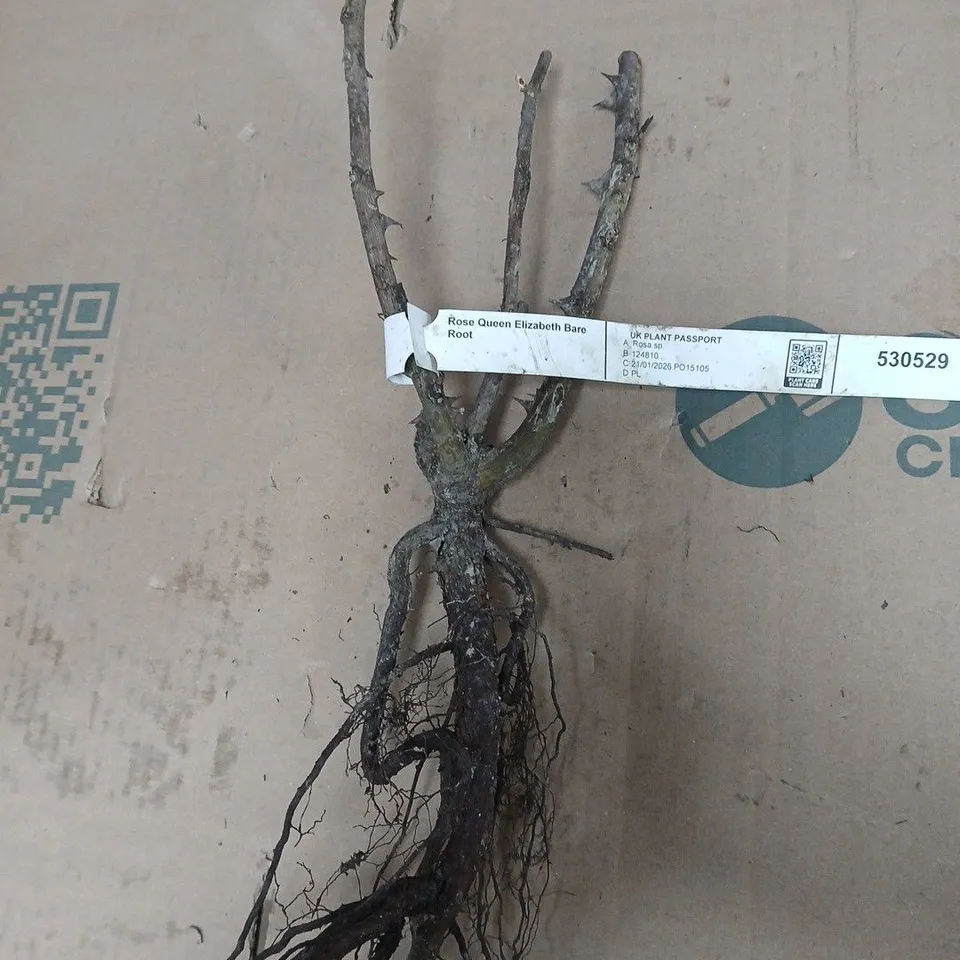 YOU GARDEN QUEEN ELIZABETH ROSE BARE ROOT