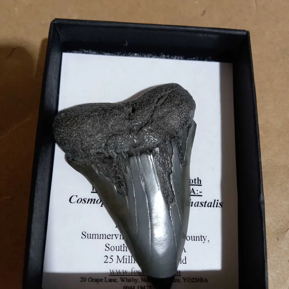 MIOCENE MAKO SHARK TOOTH FROM SOUTH CAROLINA ( 25 MILLION YEARS OLD )