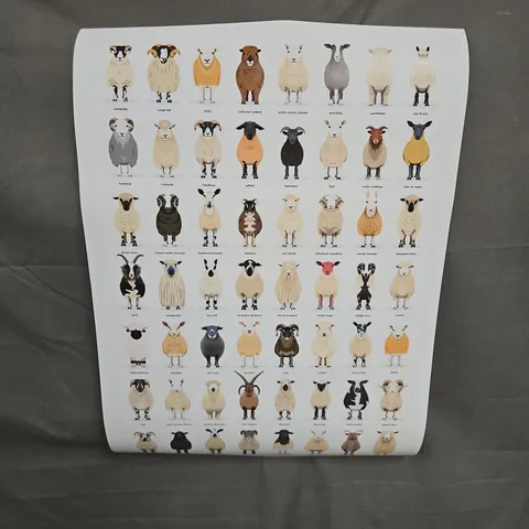 ALS COUZENS DESIGNS SHEEP BREEDS POSTER